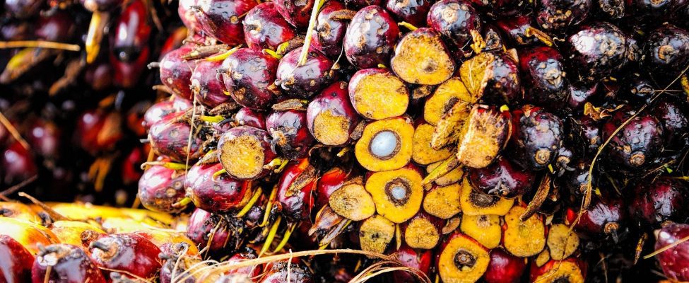 Palmiye Yağı RSPO Tedarik Zinciri Belgelendirmesi