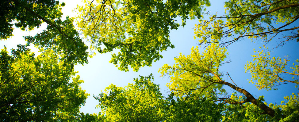 FSC<sup>®</sup> Standartları