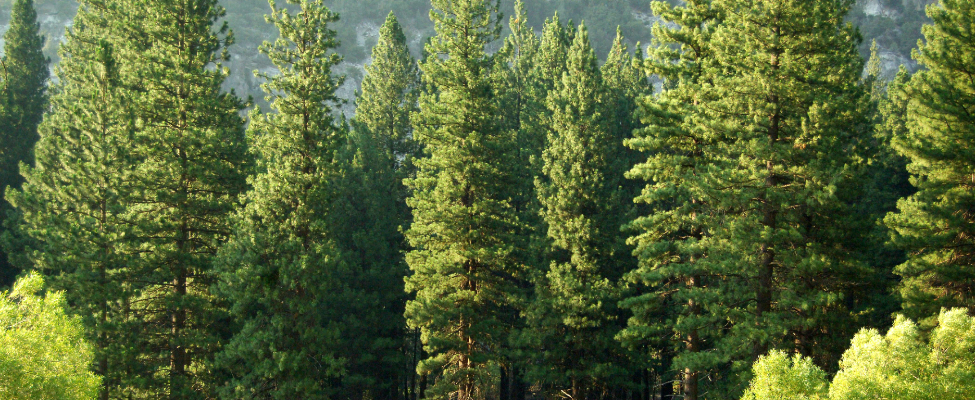 PEFC gözetim zinciri sertifikası