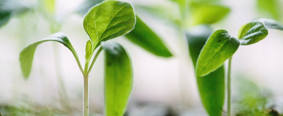 BM Certification, çeşitli Karbon Ayak İzi doğrulama hizmetleriyle hizmet yelpazesini genişletiyor