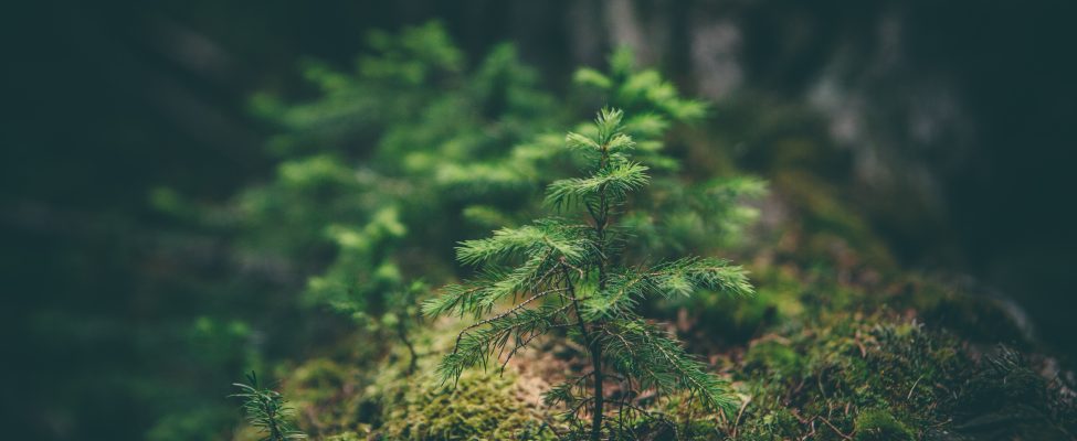 Avrupa Birliği’nin Ormansızlaştırmayı Önleyen Ürünler Üzerine Yönetmeliği (EUDR), FSC ve PEFC Zincirinde Uyumluluk Şemalarıyla Uyum