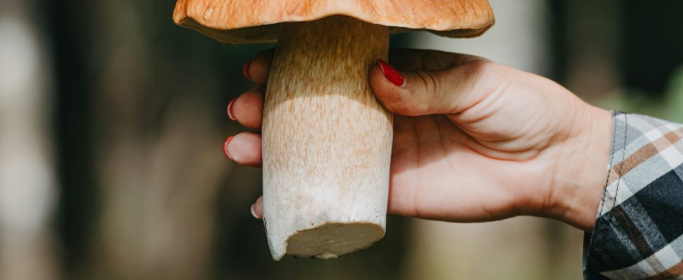 Ormanlar, Gıda ve Zincir Gözetim Sertifikasının Önemi