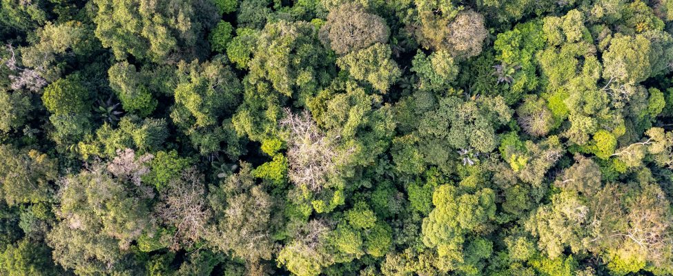 PEFC Genel Kurulu RED III Standartlarını Onayladı